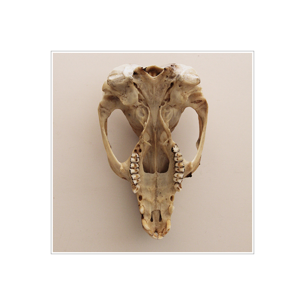 The Ridou Report Possum Skull