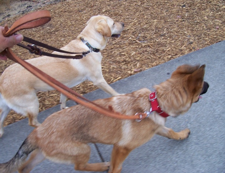 cabana and kira walking side by side on separate leashes