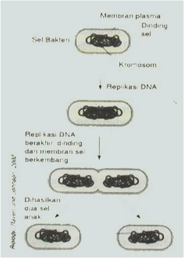 Biologi Pembelahan Sel