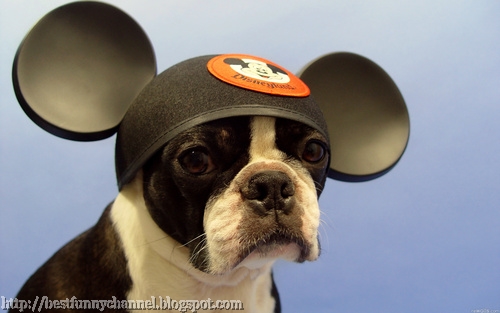 Dog fan of Mickey Mouse