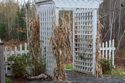 cornstalks