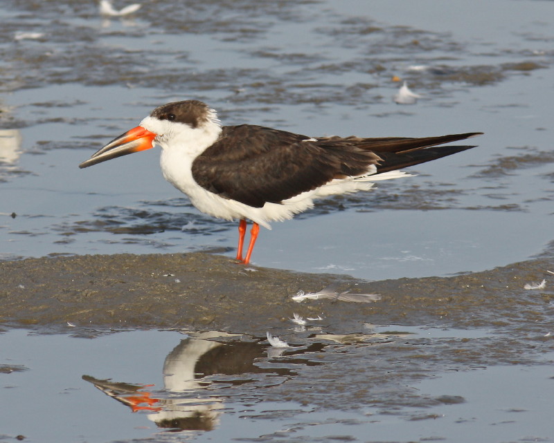 Mark & Teri's Travels: Winter Outdoor & Wildlife Expo