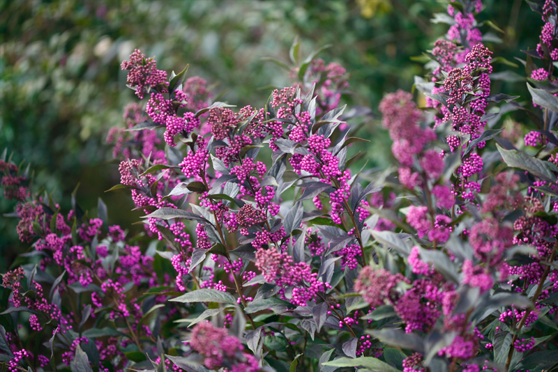 Proven Winners Colorchoice Plant Of The Week Perfecting The