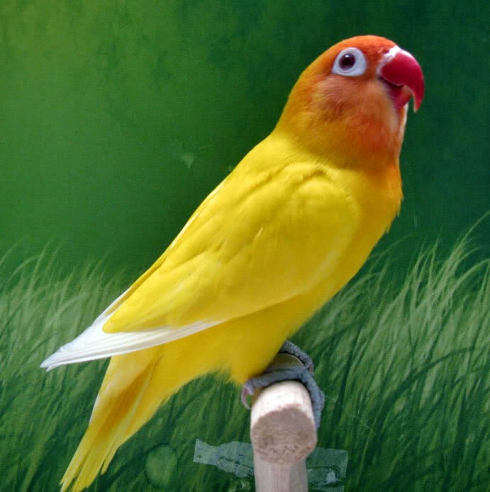 Foto Burung Lovebird Lutino Terbaik