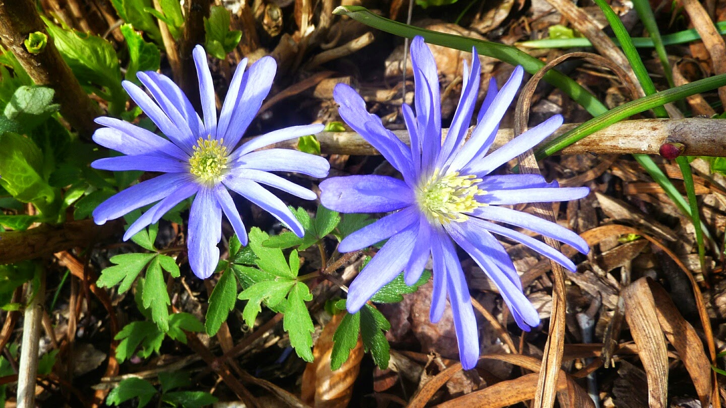 Naturwunder Frühjahrsblüher Blaues Buschwindröschen