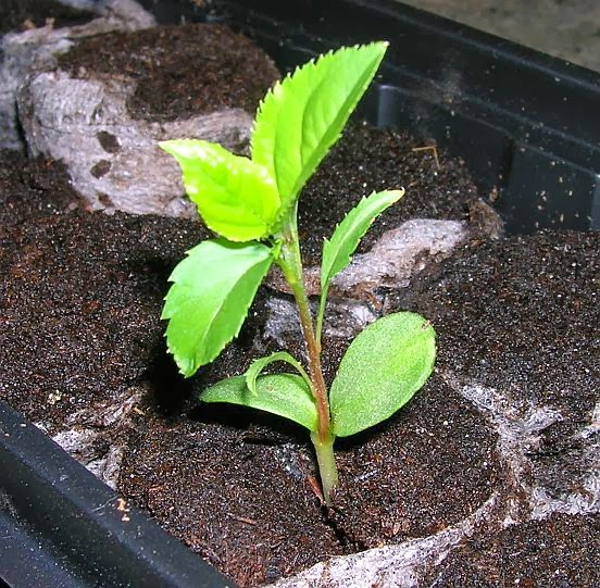 Collection 100+ Pictures What Does A Baby Apple Tree Look Like Stunning