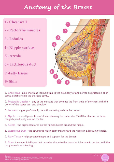 Anatomy Overview of the Breast | Breastfeeding Essentials