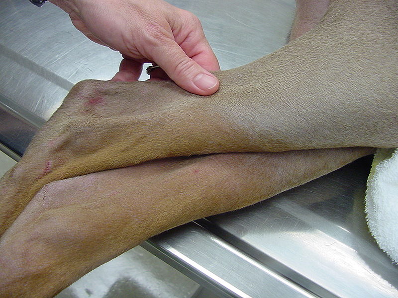 Natural Dog Skin Lotion Natural Dog Skin Lotion