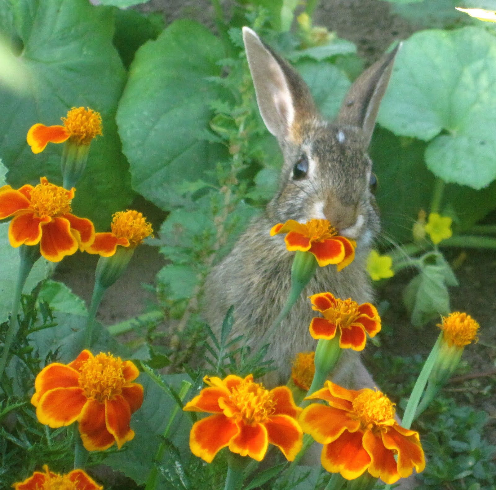 Painted Lady Fingers Bunny in the marigolds!