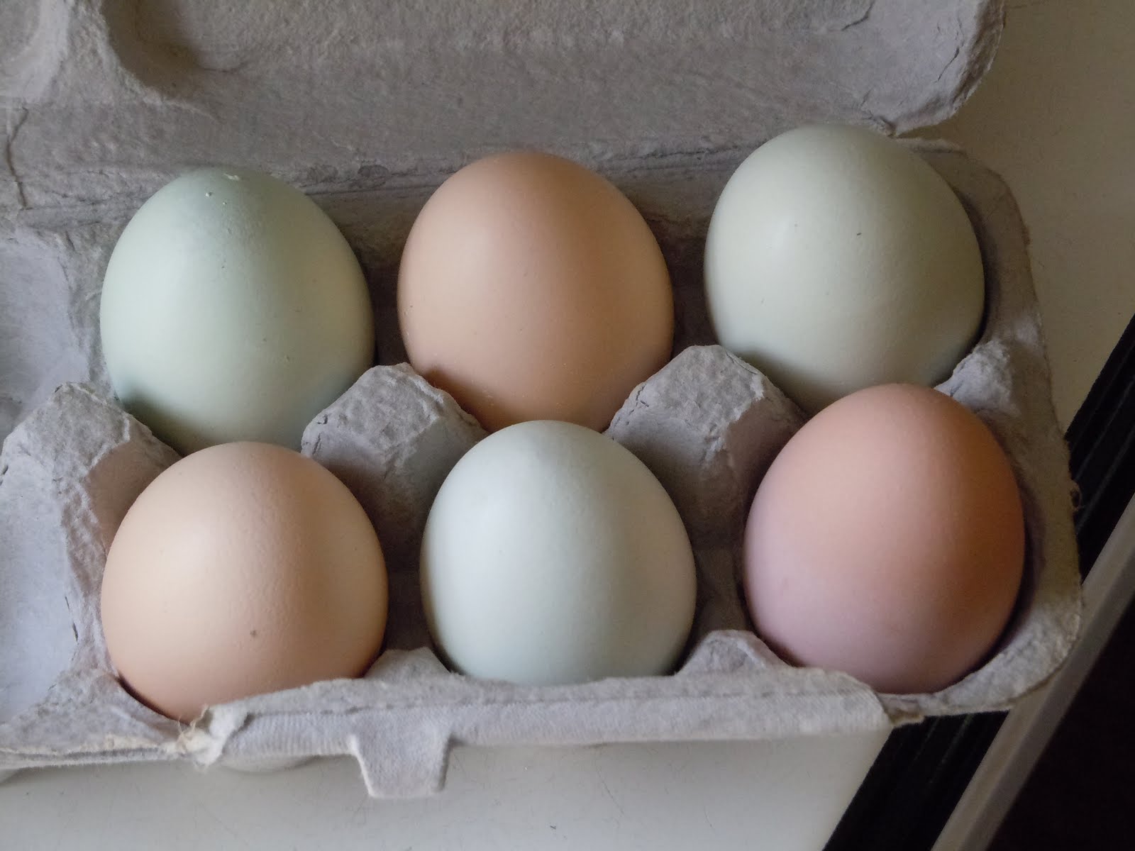 WHS AP Biology 2011 Different classes of Proteins