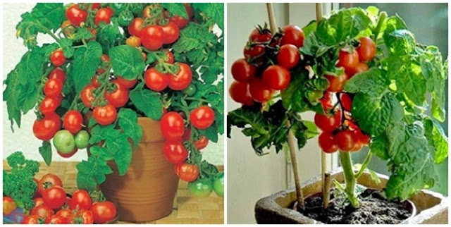 cara budidaya tomat ceri dalam pot