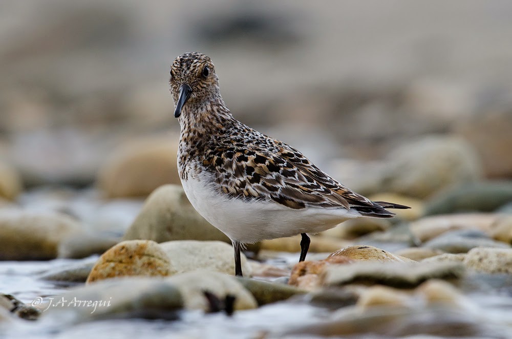 Correlimos tridactilo, Calidris alba, Sanderling Correlimos tridactilo, Calidris alba, Sanderling