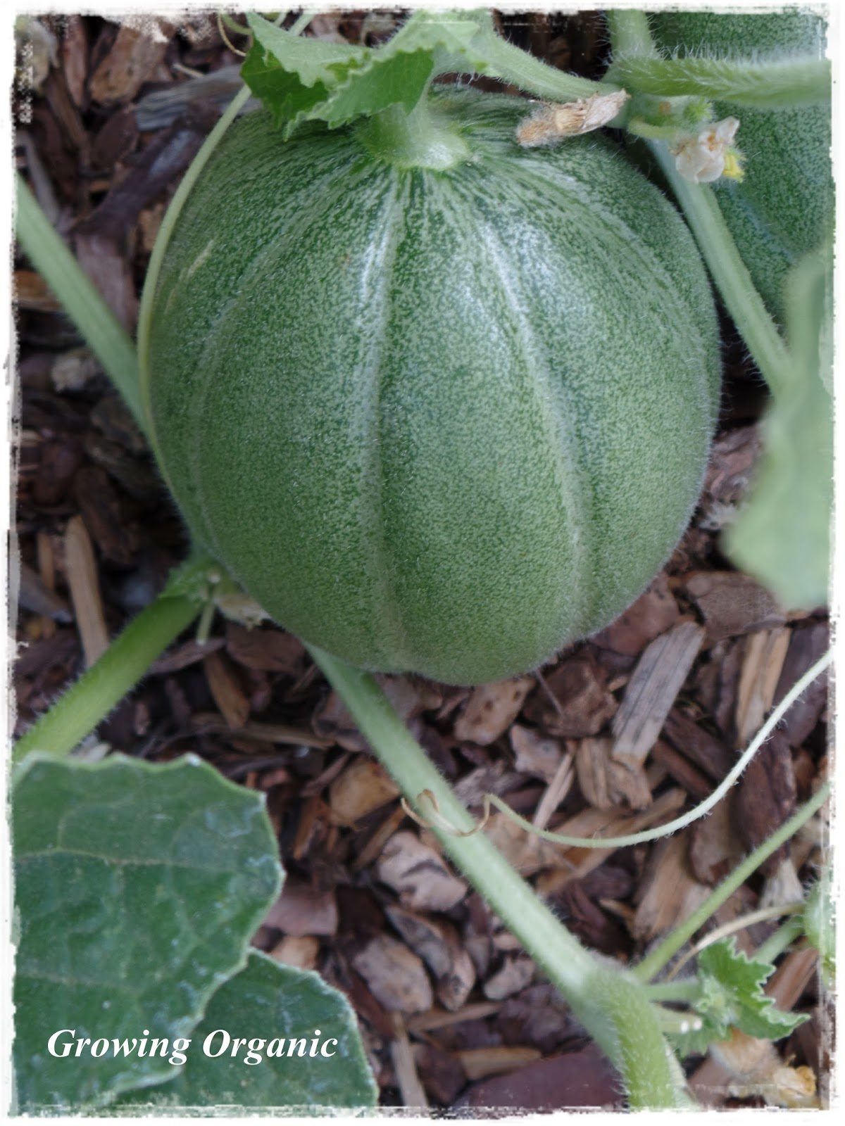 Growing Organic The Melon Family Cantaloupes, Muskmelons, and Honeydew