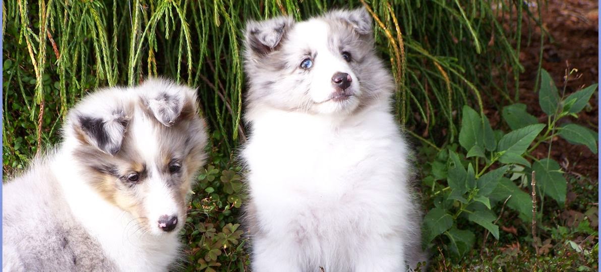 Farwest Shelties