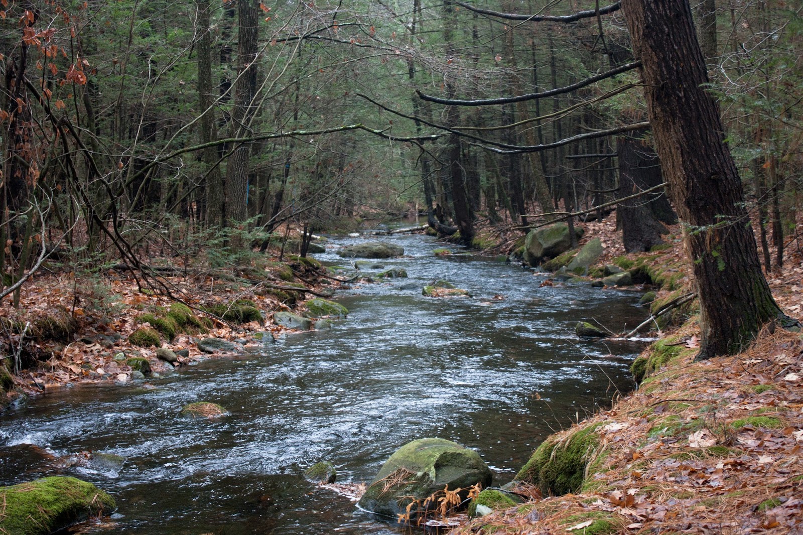 Trout Stream Day Dreams A New Stream
