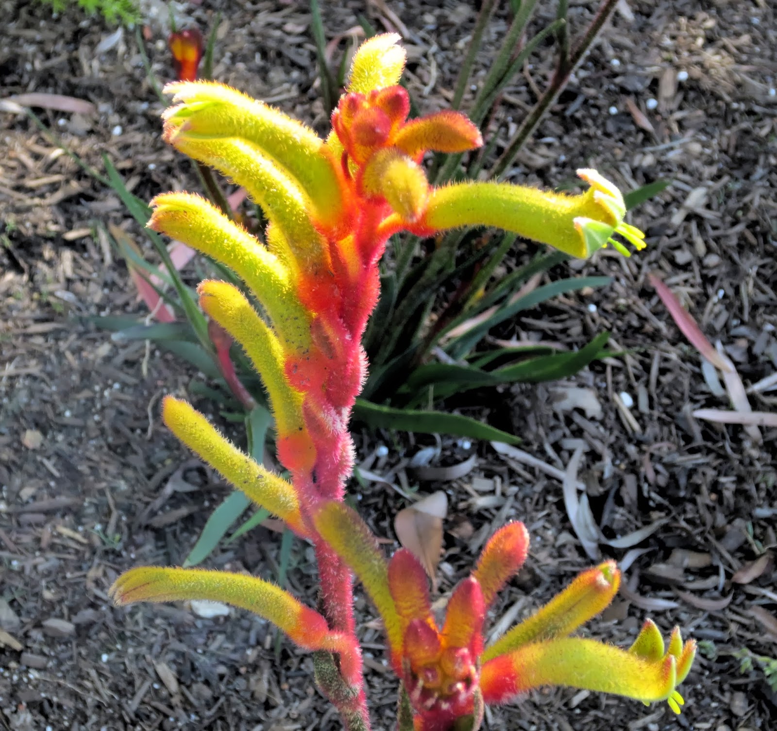 A Bracelet Of Days 85 365 New Shrub No 2