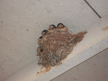 Baby swallows