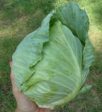 Cabbage Harvesting