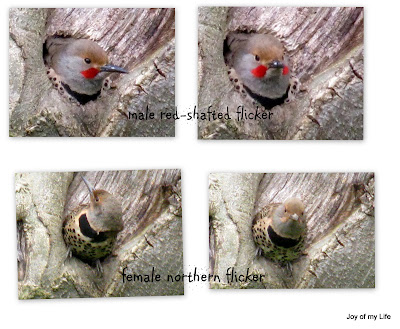 Red-shafted Northern Flicker