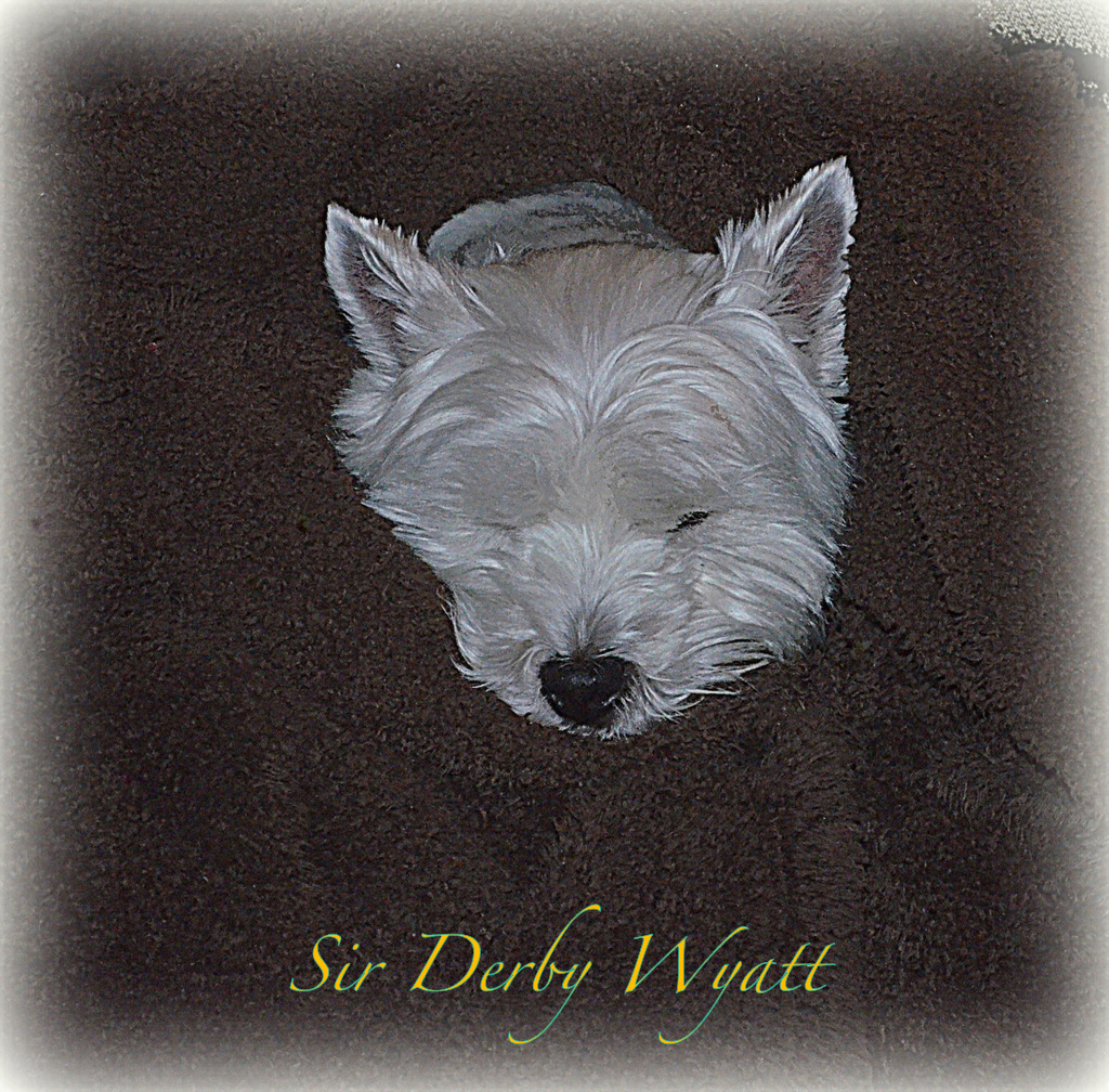 Westie Julep Westies Wrapped in Blankets & Another Completed Quilt