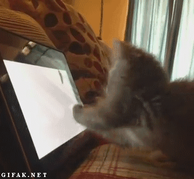 funny-cat-gifs-118-07.gif