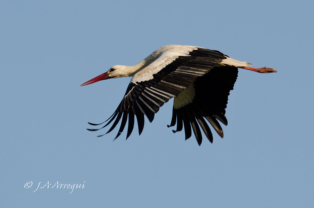 Cigüeña blanca, Ciconia ciconia, White Stork Cigüeña blanca, Ciconia ciconia, White Stork
