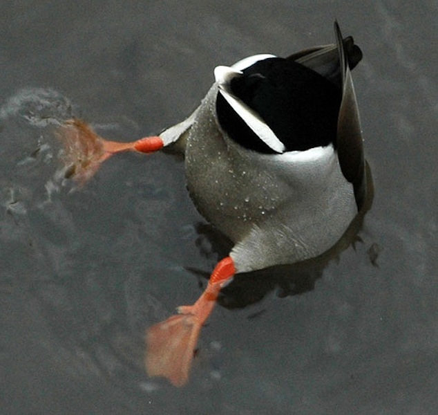 Ducks Butt 42