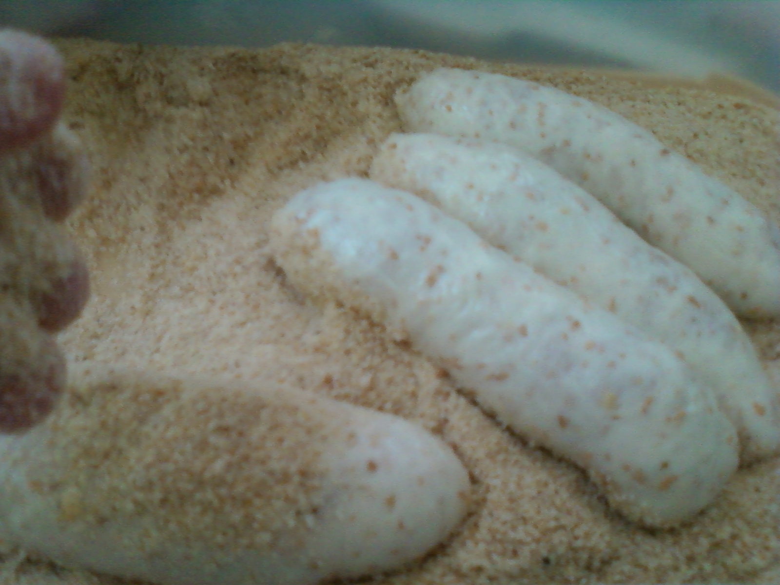 Whole Wheat Spanish Bread