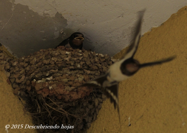 Descubriendo hojas: Recuerdos del patio en verano