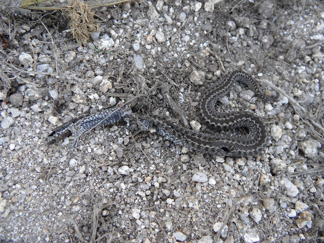 Vipera seoanei