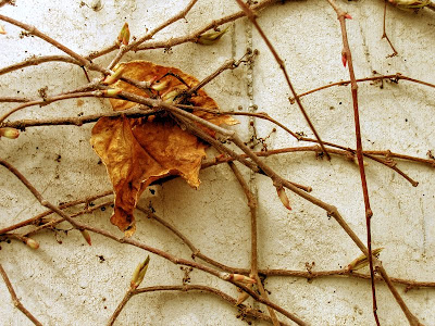 feuille bourgeons