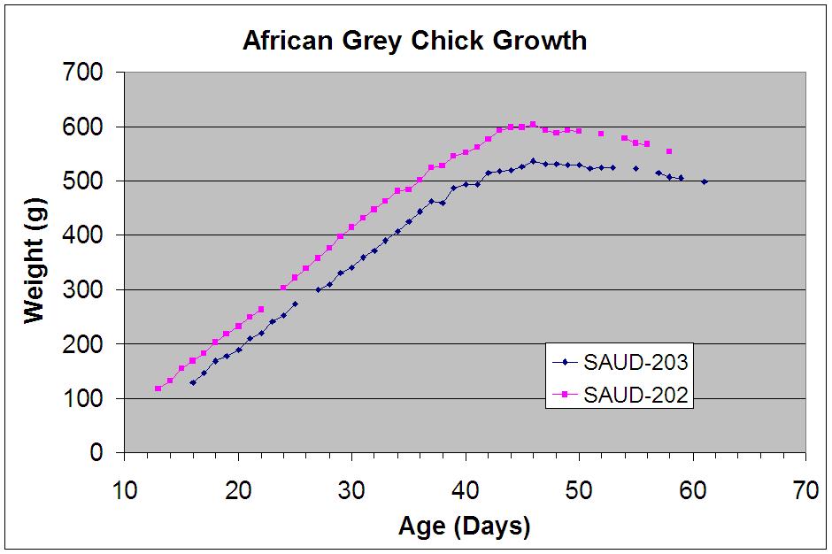 African Grey Weight Chart