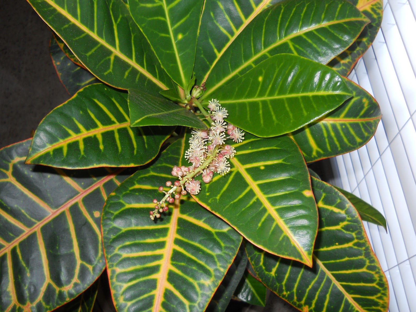 My Weekly Wisdom Column The Zebra Plant (Not)