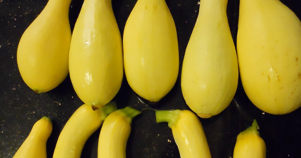 Home Garden Yellow Crookneck Squash Harvest