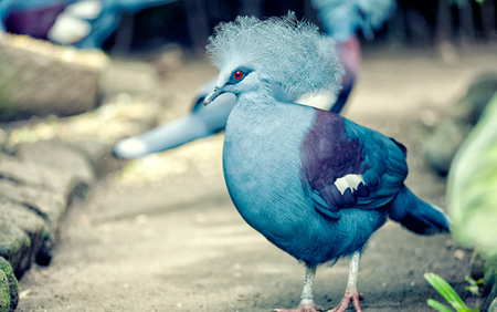 Crowned_Pigeon02.jpg