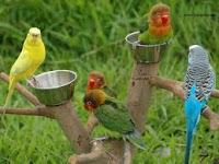 homeopathic bird remedies