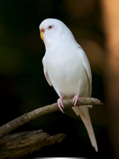 Ontsnapte Grasparkiet - Escaped Budgerigar - Melopsittacus undulatus