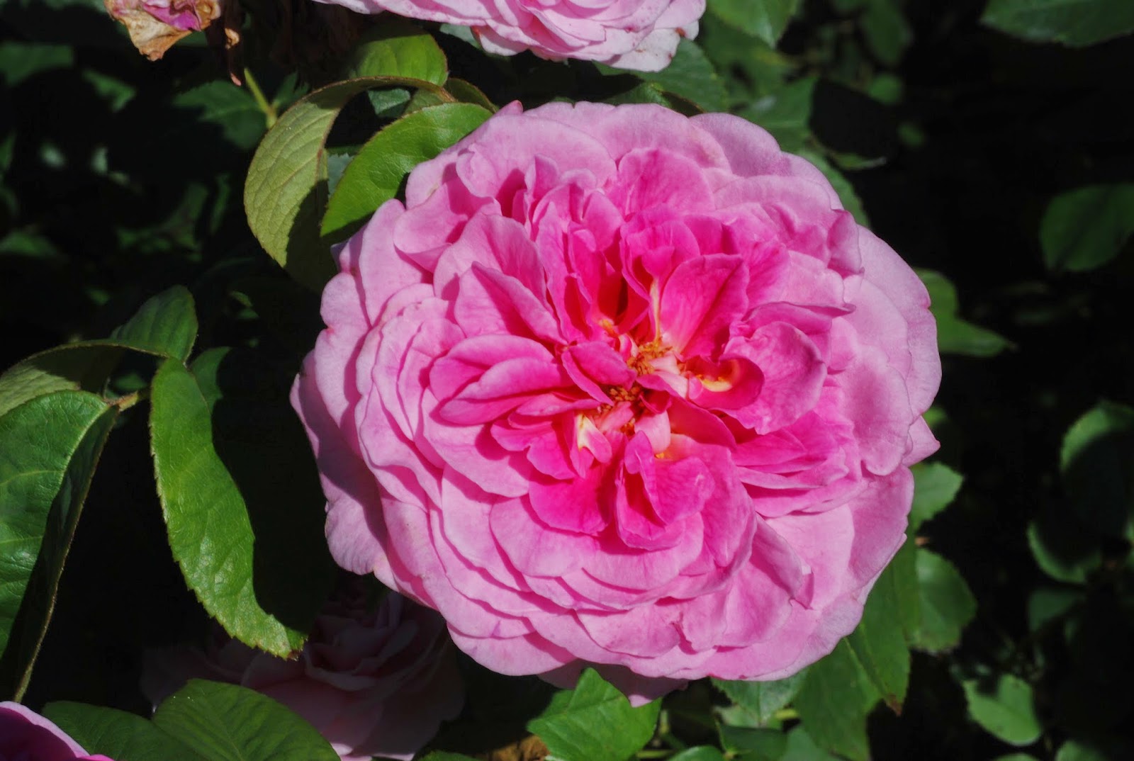 Adorable Abelia Steemit