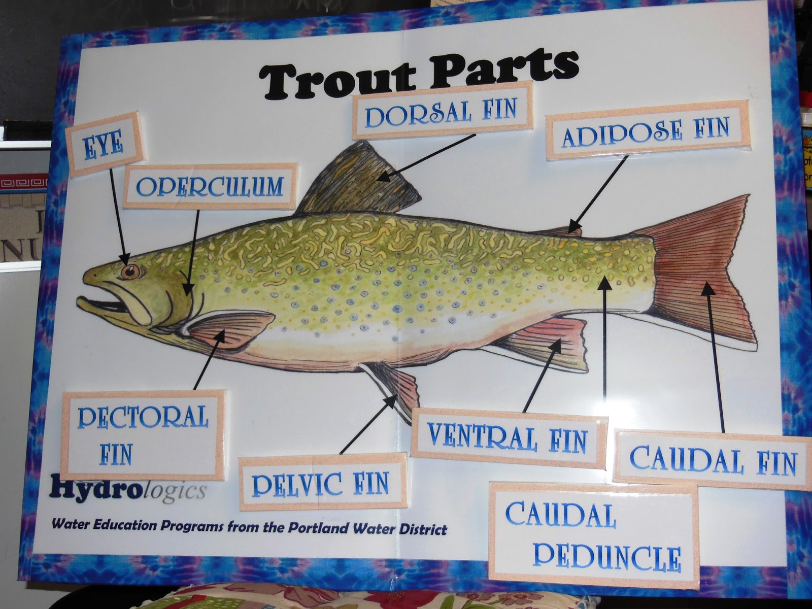 Mrs. McGaffin's Fabulous 4th Graders! February 2013