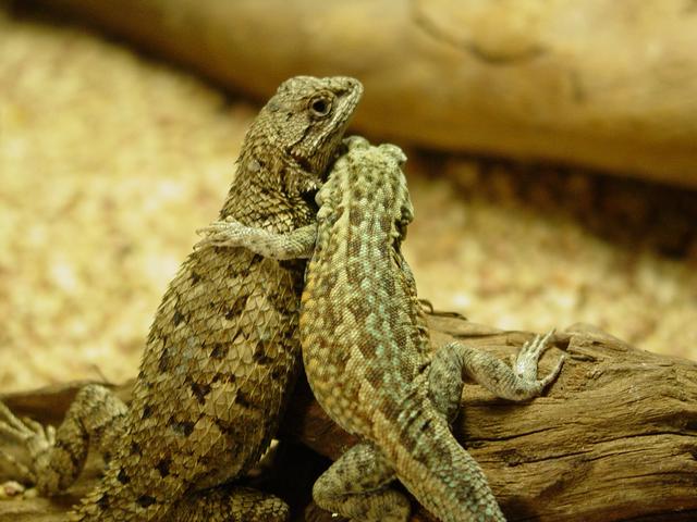 21 Animal hugging pictures (21 pics) Amazing Creatures 21 Animal hugging pictures (21 pics) Amazing Creatures