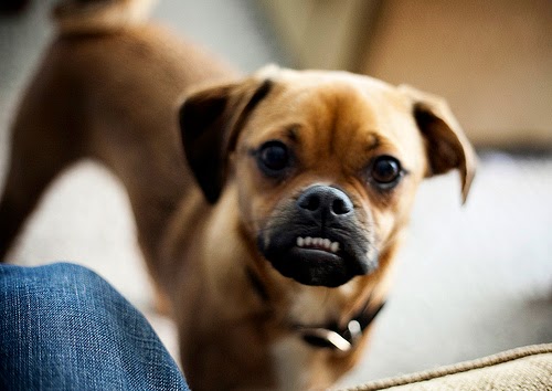 funny puggle