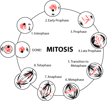 Metaphase To Anaphase