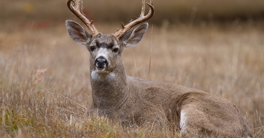 Chris The Photog Cover All the Angles