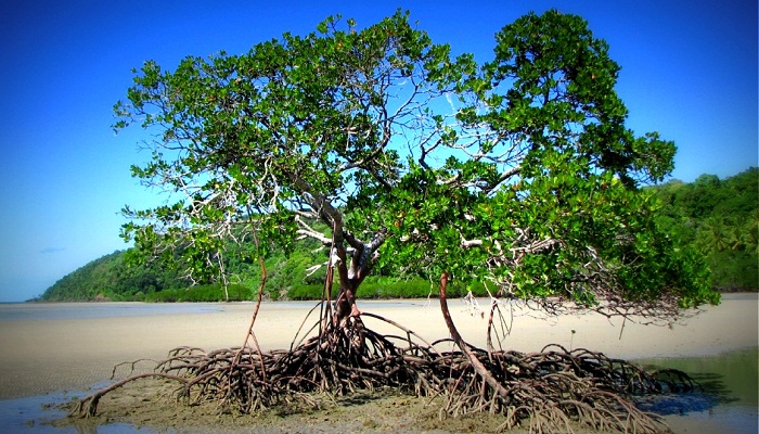 Pokok bakau
