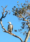 White-breasted Sea Eagle