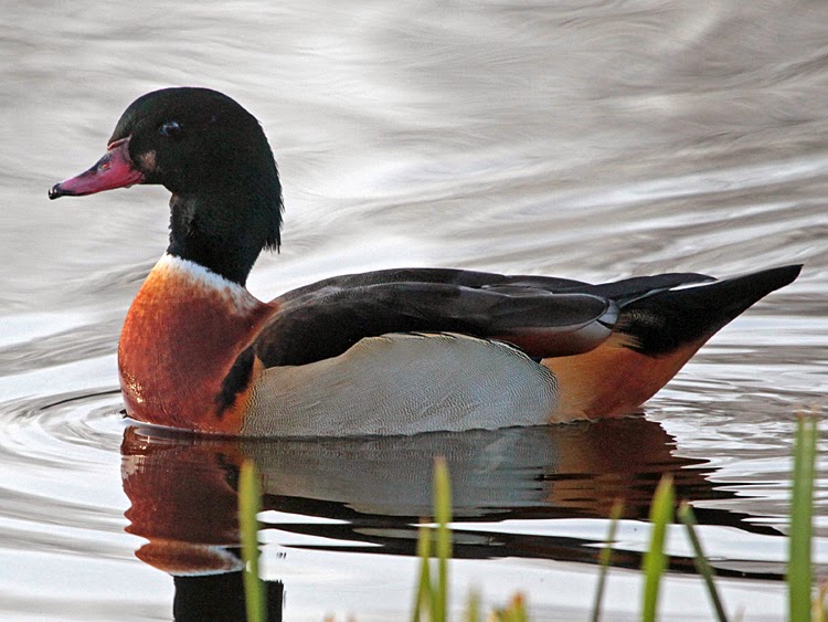 Bird Hybrids Common Shelduck x Wood Duck