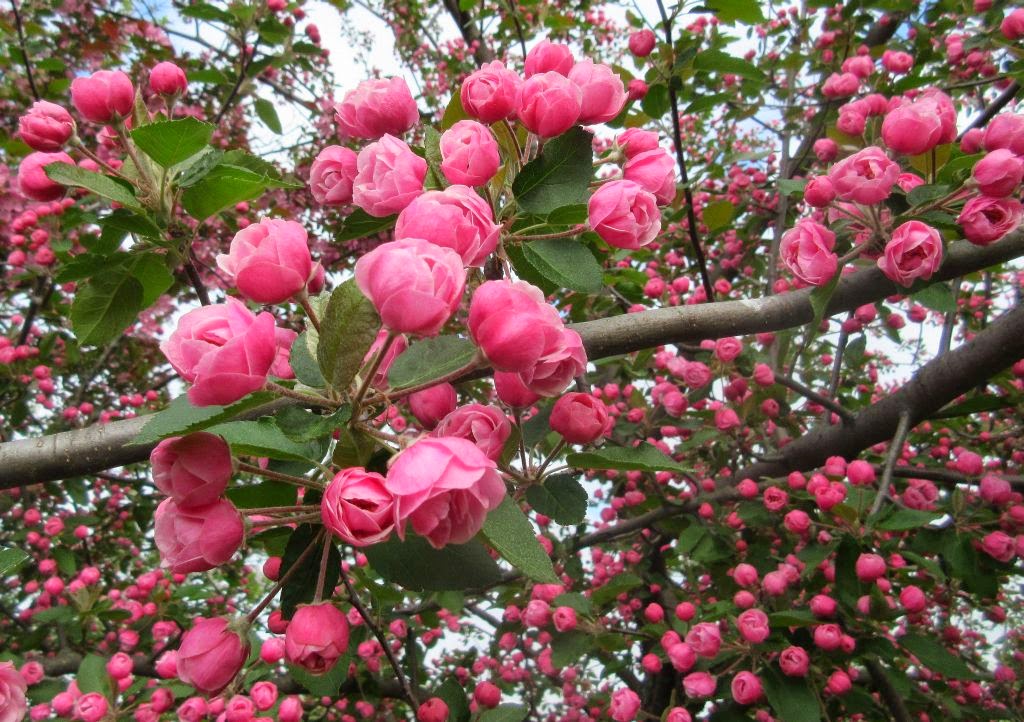 Flowers That Look Like Roses Asking List