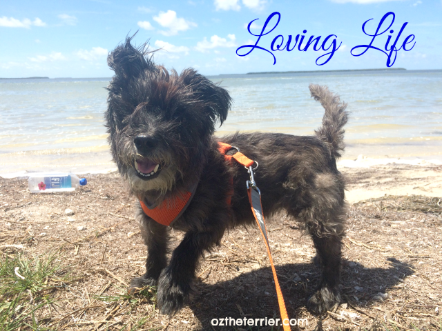 Oz the Terrier Loving Life at the beach to raise money for Zuke's The Dog & Cat Cancer Fund