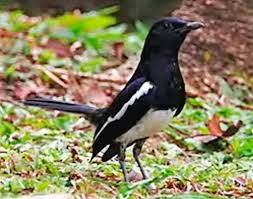 Cara Merawat Burung Kacer Agar Rajin Bunyi Gacor Cara Merawat Burung Kacer Agar Rajin Bunyi Gacor