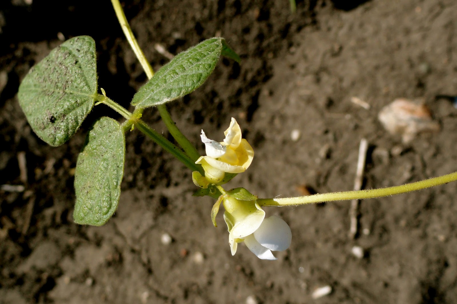 Griggs Dakota Pinto Beans Maturing